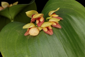 Pleurothallis marthae Basket AM/AOS 80 pts. flower cluster